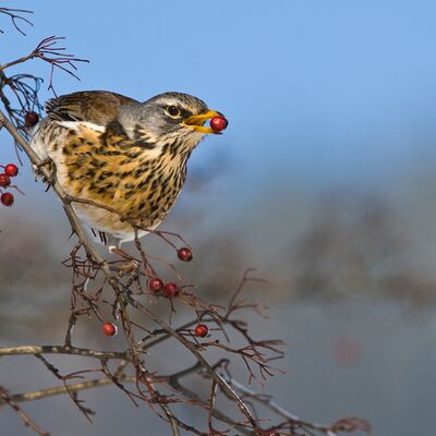 5. Platz: Gerhard Tauber - Drossel