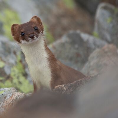 8. Platz: Johannes Wassermann - Hermelin