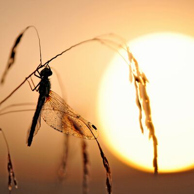 8. Platz: Michl Trocker - Libelle  Seiser Alm