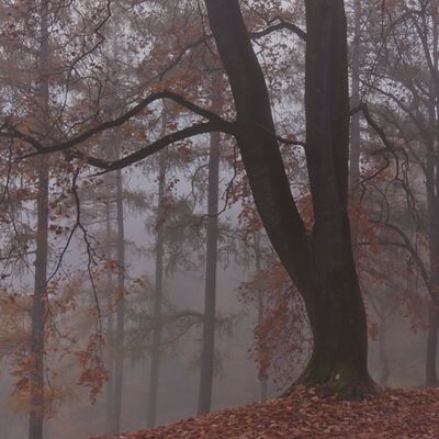 10. Platz: Patrick Fumanelli - Nebellandschaft