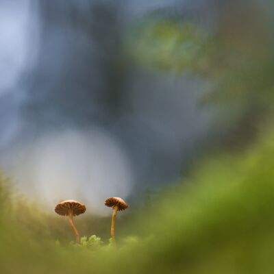 4. Platz: Lamprecht Silvan - Pilzpaar