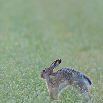 5. Platz: Gerhard Tauber - Hase