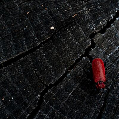 7. Platz: Giovanni Maurizi - Black&Red