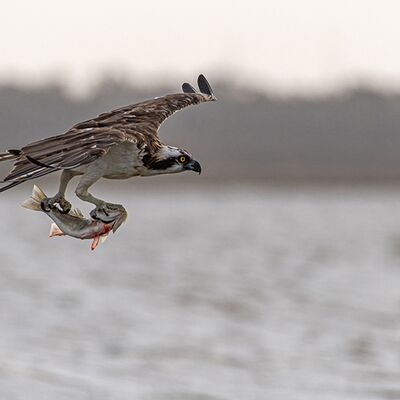 9. Platz: Claudio Sferra - La preda