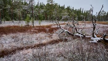 Erster Schnee im Moor