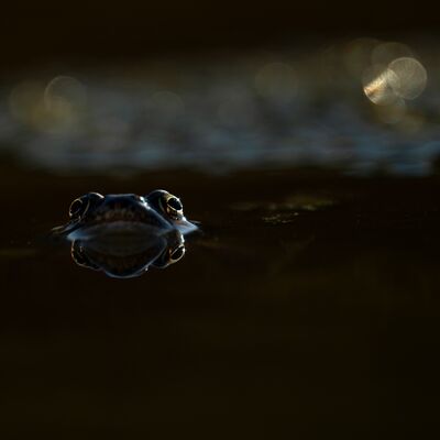 10. Platz: Gerd Tauber - Frosch im Gegenlicht