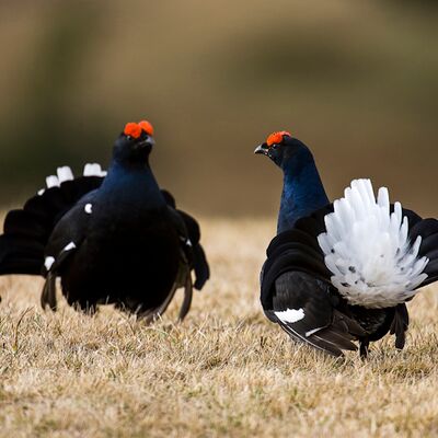 10. Platz: Georg Taschler - Spiela