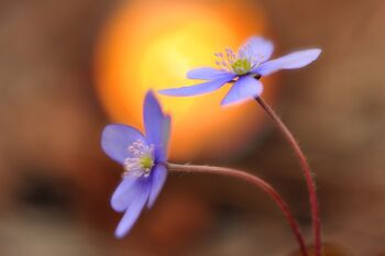 Sole Hepatica
