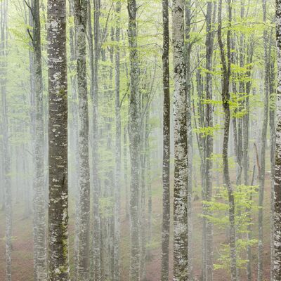 4. Platz: Josef Hackhofer - Buchenwald Cansiglio