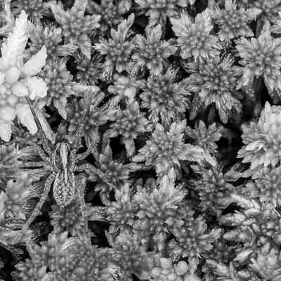 5. Platz: Claudio Sferra - Spinne