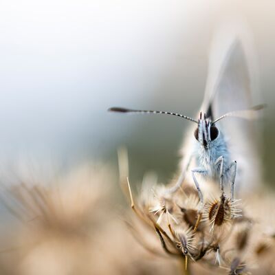 7. Platz: Sepp Hackhofer - Hauhechel Bläuling