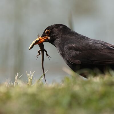 10. Platz: Rolando Moser – Predator