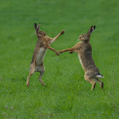 2. Platz: Annamaria Pernstich - Rivalität zwischen Männern