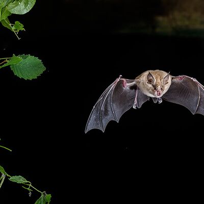 1. Platz: Stefano Baglioni - Ferro di cavallo minore