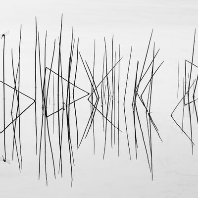 2. Platz: Hugo Wassermann - Binsen mit Heidelibelle