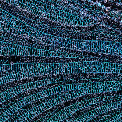 2. Platz: Manuel Plaickner - Prachtlibelle