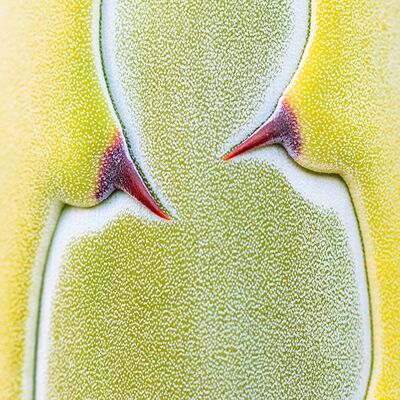 2. Platz: Georg Kantioler - Detail Agave