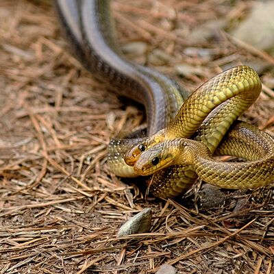 5. Platz: Walter Sottsas - Paarung