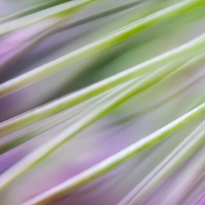 6. Platz: Ulrike Ploner - Stängel