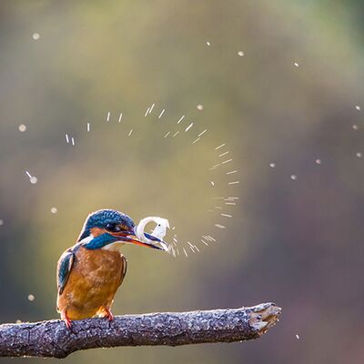 6. Platz: Hubert Hilscher - Eisvogel