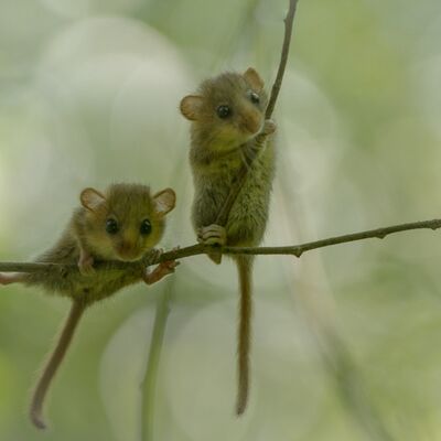 6. Platz: Reinhard Arnold - Haselmäuse
