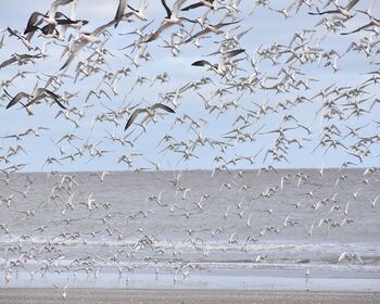 Punta Rasa Argentina