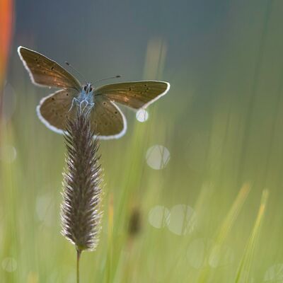 7. Platz: Annamaria Pernstich - Im Morgentau