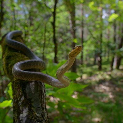 7. Platz: Valter Pallaoro - Niente paura