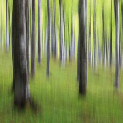 8. Platz: Helmut Elzenbaumer - Buchenwald im Fruehling