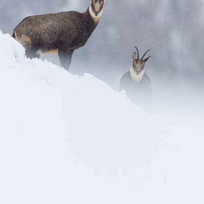 8. Platz: Hugo Wassermann - Gemsen