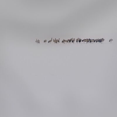 9. Platz: Arnold Reinhard - Kraniche im Schnee