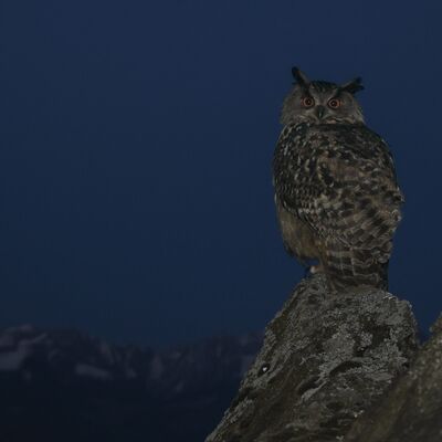 2. Platz: Roland Platzgummer - Uhu