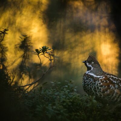 4. Platz: Manuel Plaickner - Haselhuhn im Lichtschatten