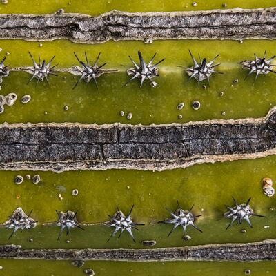 4. Platz: Matthias Gritsch - Kaktus