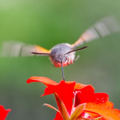 9. Platz: Hubert Firler - Hektik