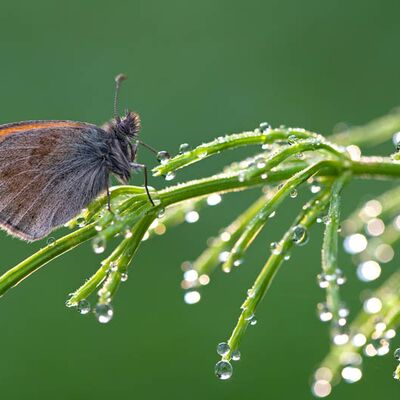 3. Platz: Bedin Maurizio - Schmetterling