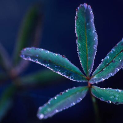 7. Platz: Hackhofer Sepp - Sumpfblutauge