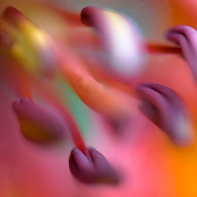 5. Platz: Annamaria Pernstich - Feuerlilie mal anders