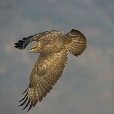 1. Platz: Valter Pallaoro - Poiana/Mäusebussard