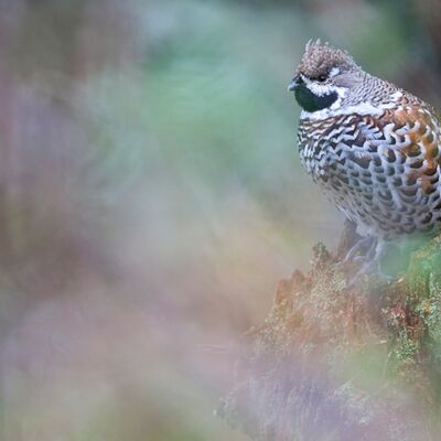 4. Platz: Johannes Wassermann - Haselhuhn