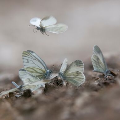 5. Platz: Walter Pallaoro - Schmetterlinge