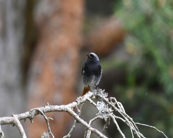 Codirosso Spazzacamino Ritte