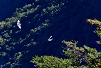 Seidenreiher in der Au