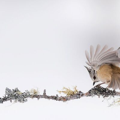 1. Platz: Horst Eberhöfer - Haubenmeise