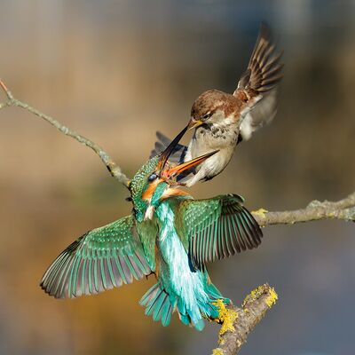 3. Platz: Erich Obkircher - Rivalen