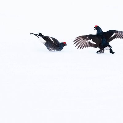 5. Platz: Matthias Gritsch - Birkhuhnbalz