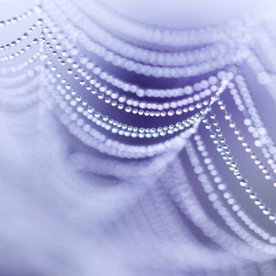 5. Platz: Roland Platzgummer - Spinnennetz