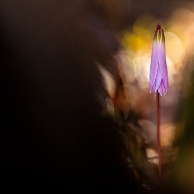 5. Platz: Stefano Baglioni - Dente di cane