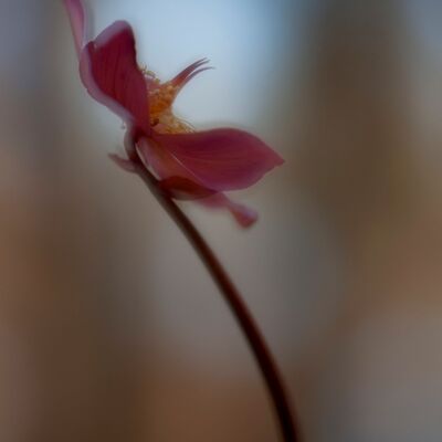 5. Platz: Annamaria Pernstich - Christrose