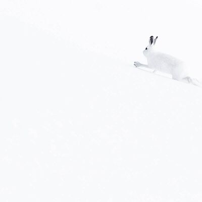 6. Platz: Matthias Gritsch - Schneehase